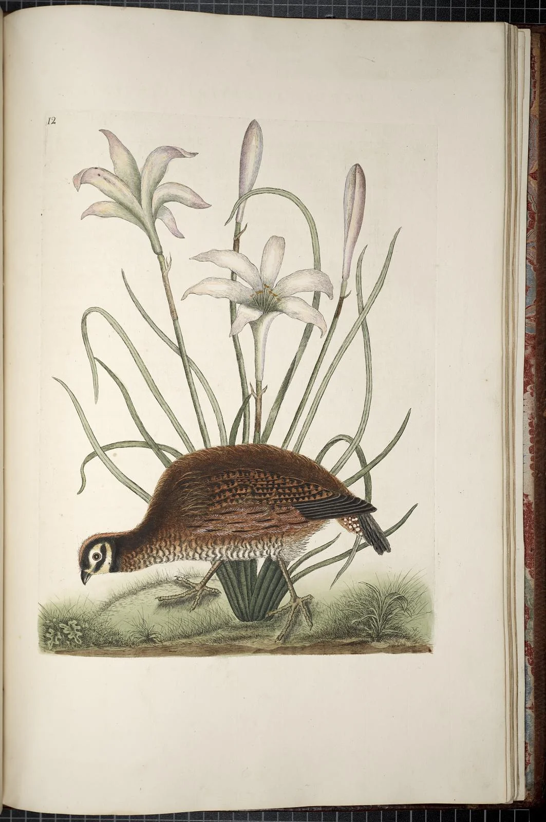 Hand-colored Catesby natural history plate of a northern bobwhite beneath pale Attamusco lilies