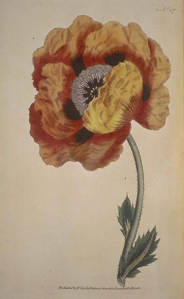 Scanned 1801 botanical magazine plate of a large orange poppy with a dark center, green stem, and leaves