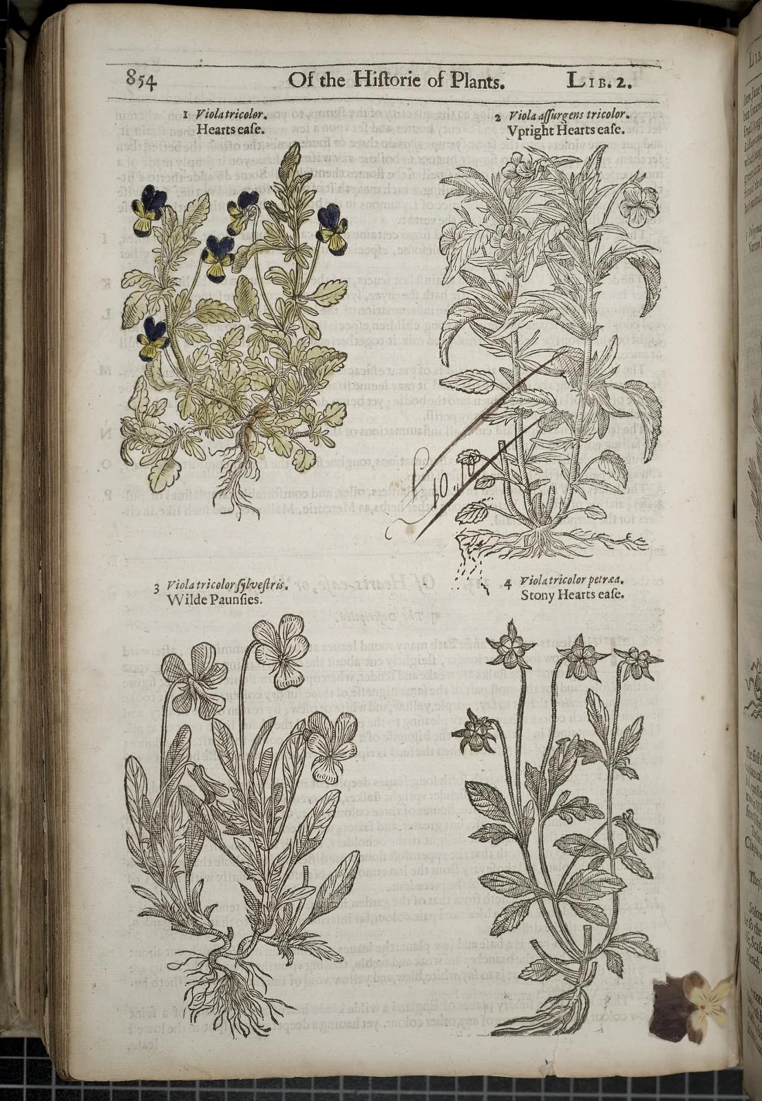 Scanned page of Gerard’s 1636 herbal showing four illustrated pansies and heart’s-ease plants with their names and roots