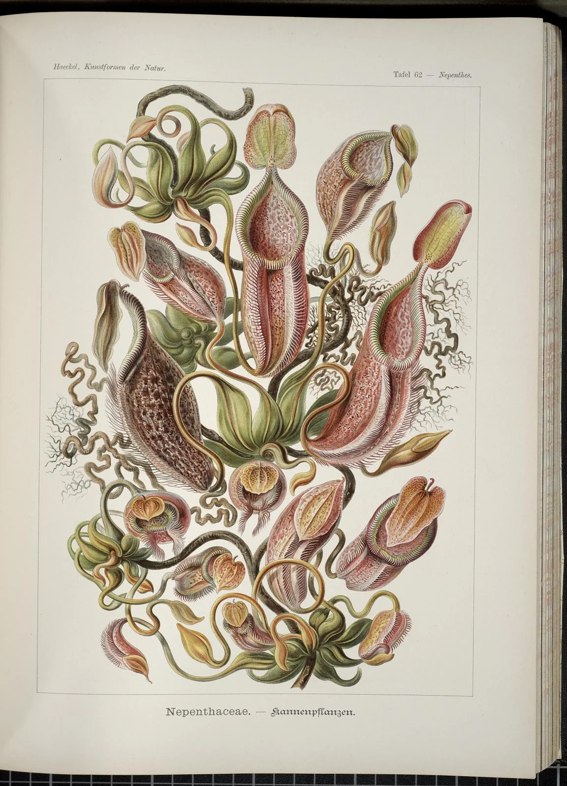 Scanned plate 62 from Haeckel’s Kunstformen der Natur with many colored Nepenthes pitcher plant forms
