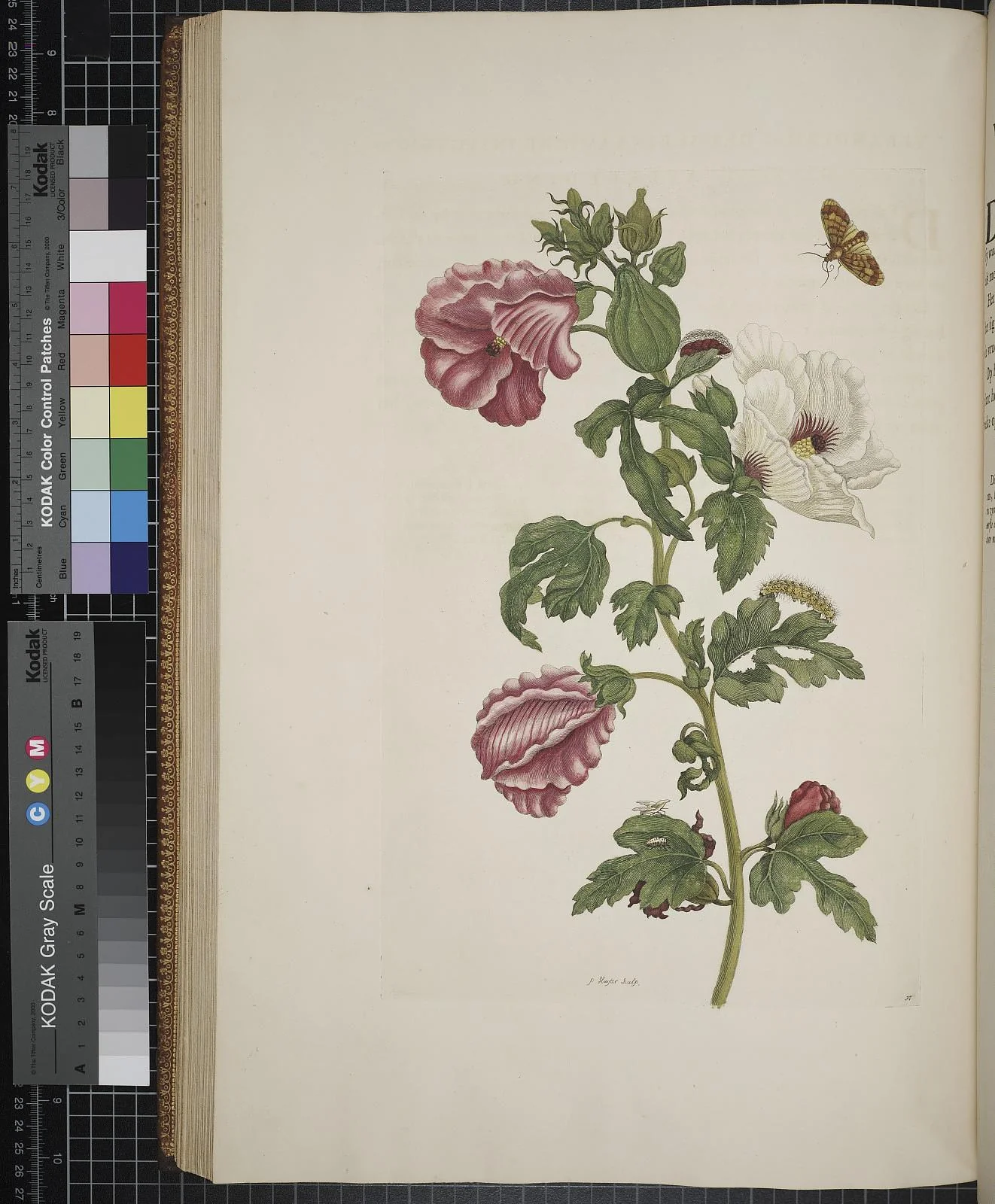 Hand-colored Merian book plate with pink and white flowers, green leaves, a caterpillar, and a flying moth