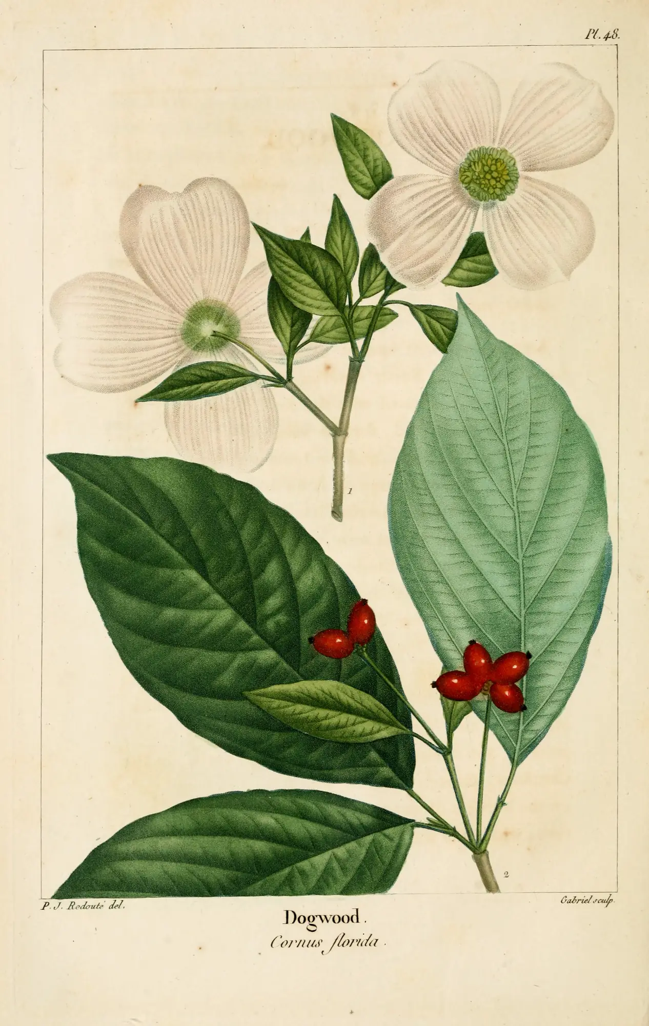 Historical botanical plate of flowering dogwood with white flower heads, green leaves, and red fruit