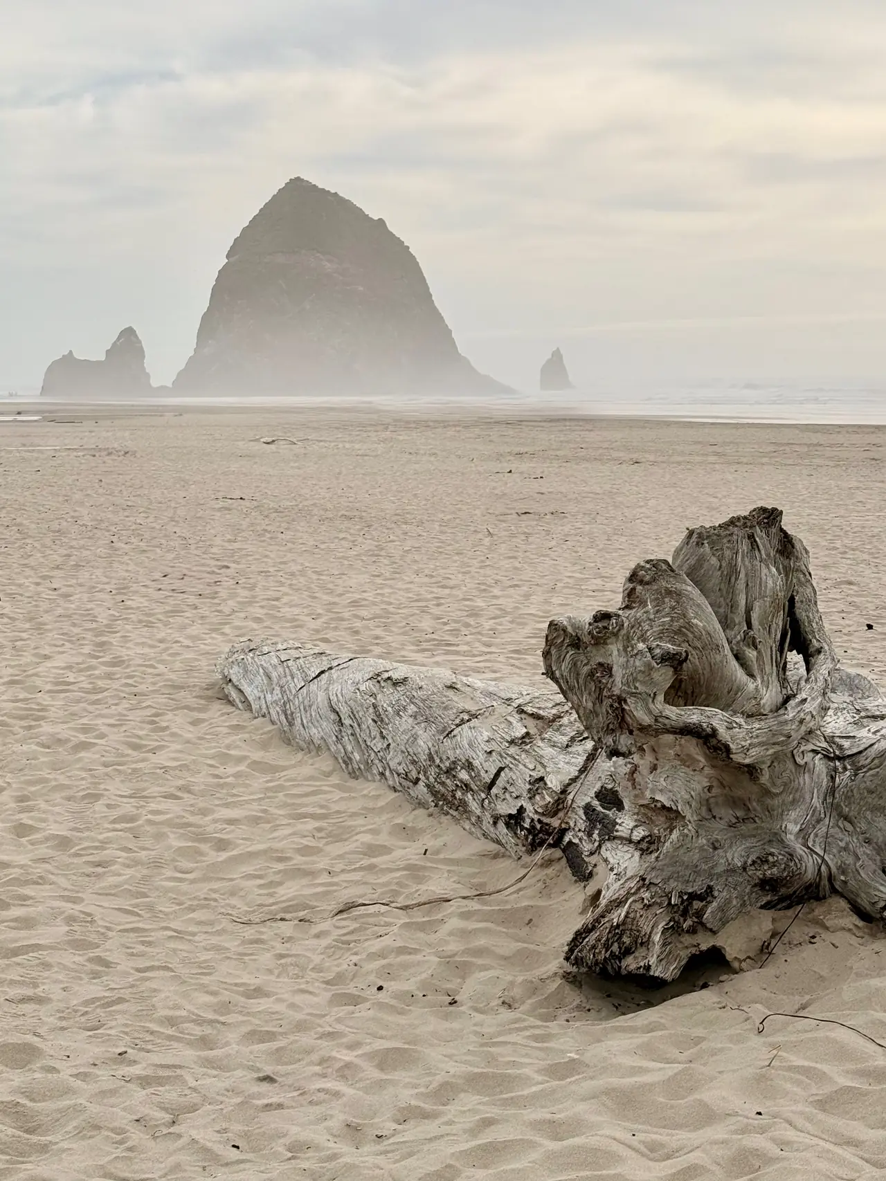 Driftwood on the sand with Haystack Rock in the mist at Cannon Beach, Oregon