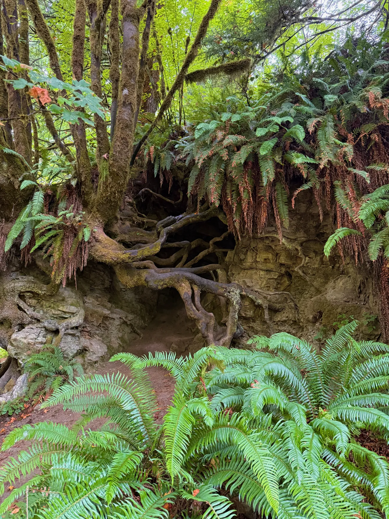 Ferns and roots in an Oregon forest