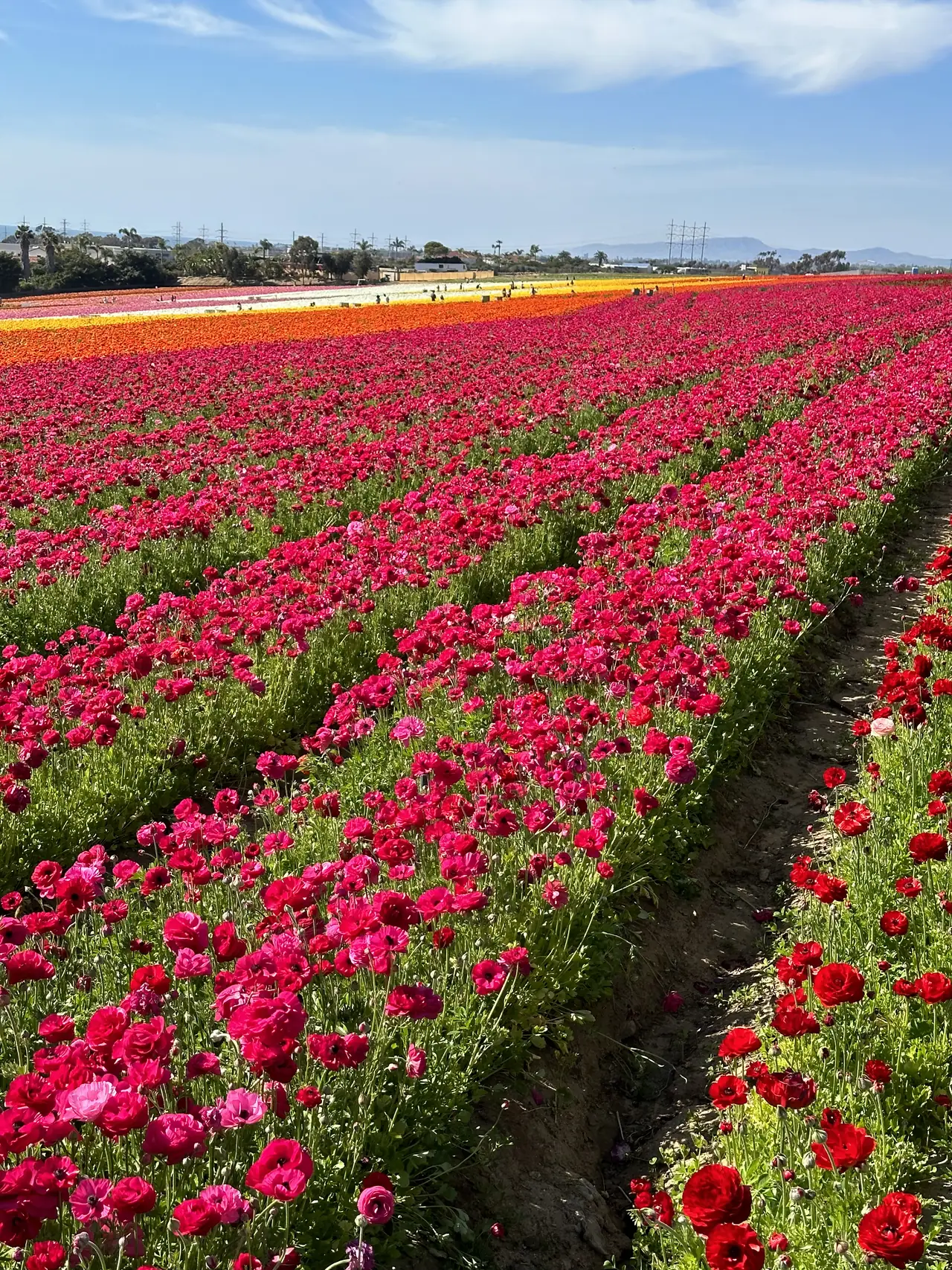 Rows of red and pink ranunculus in bloom at the Flower Fields in Carlsbad
