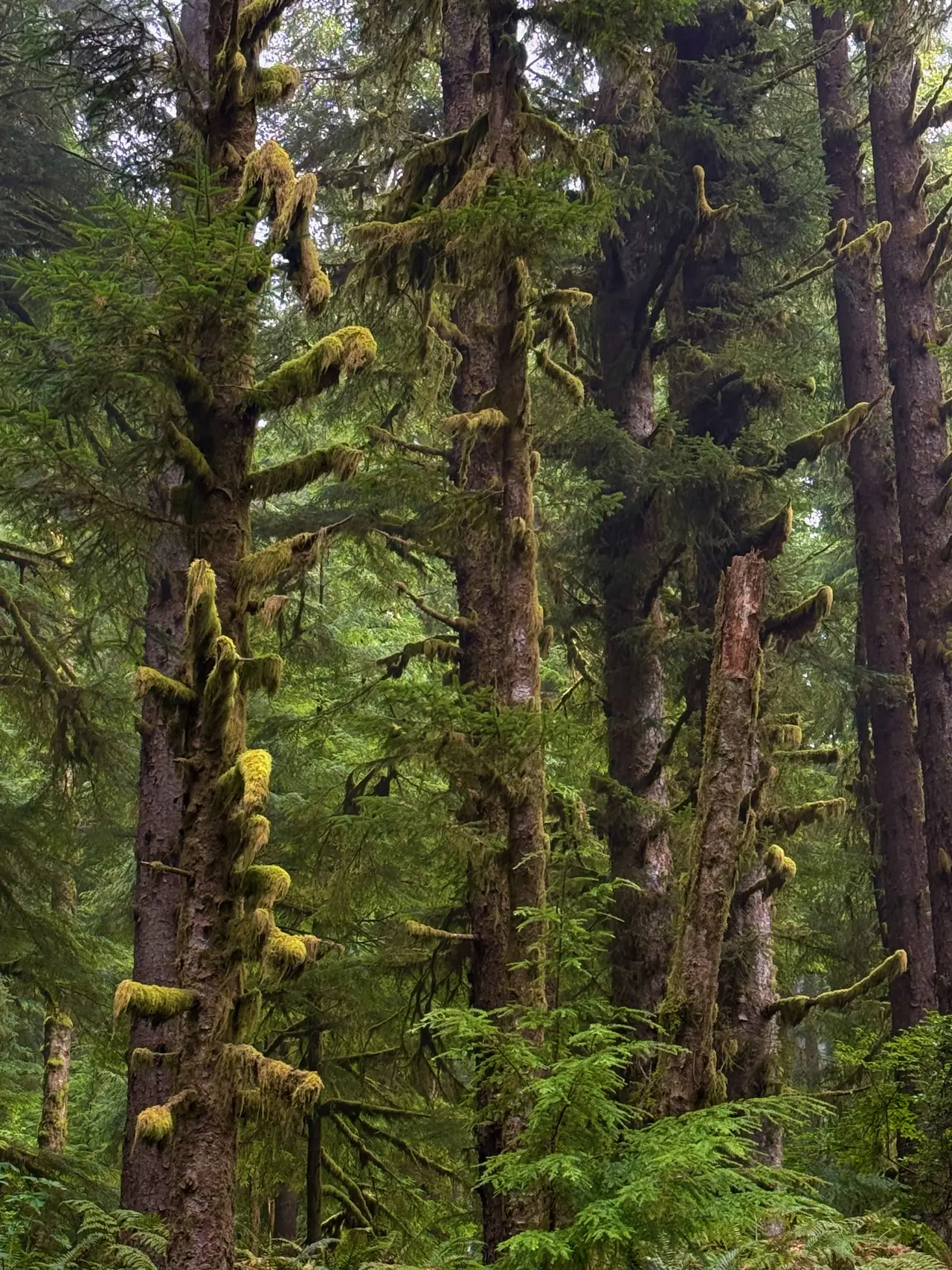 Moss covered branches and ferns in an Oregon forest