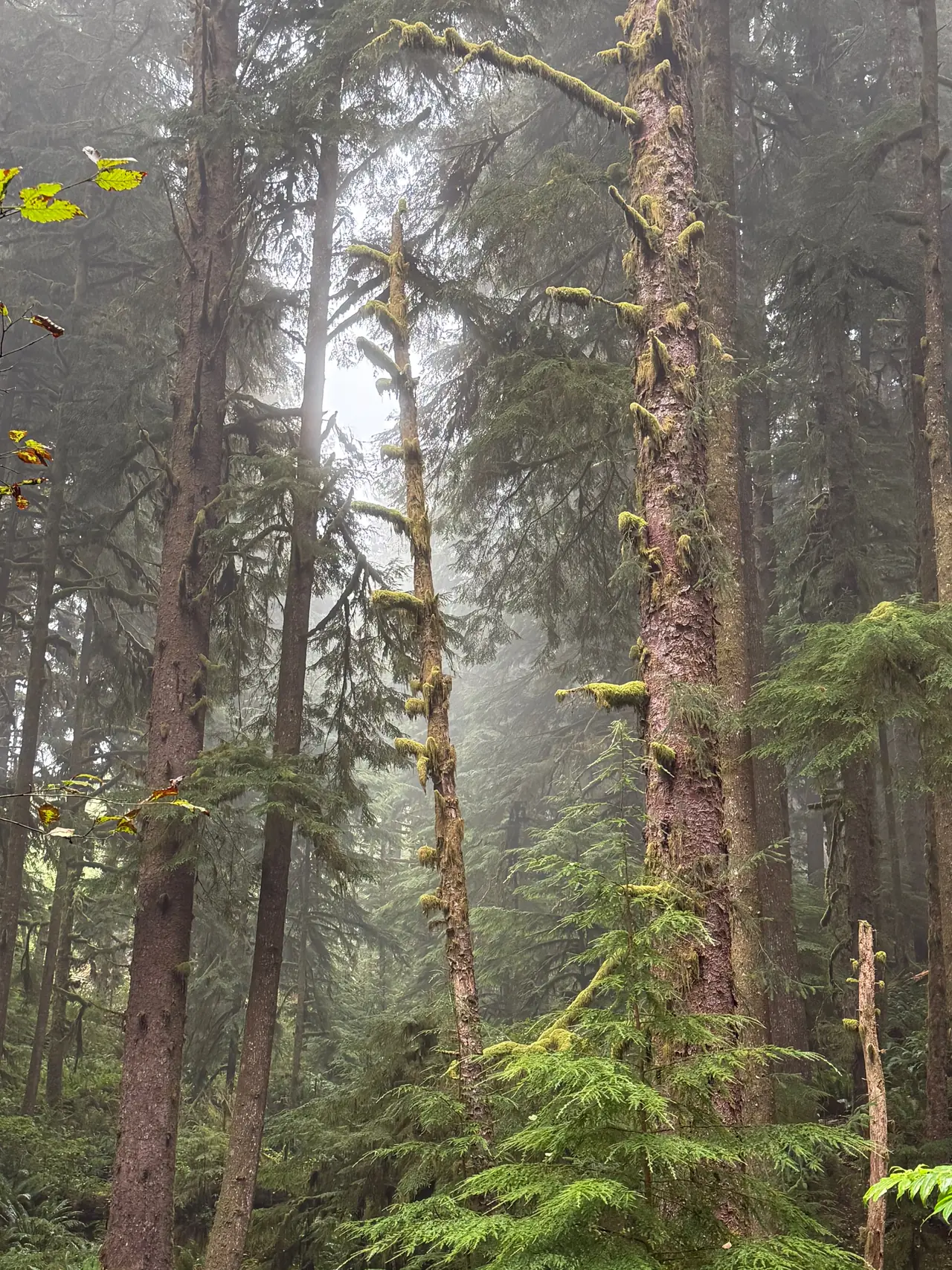 Ferns beneath mossy trees in an Oregon forest