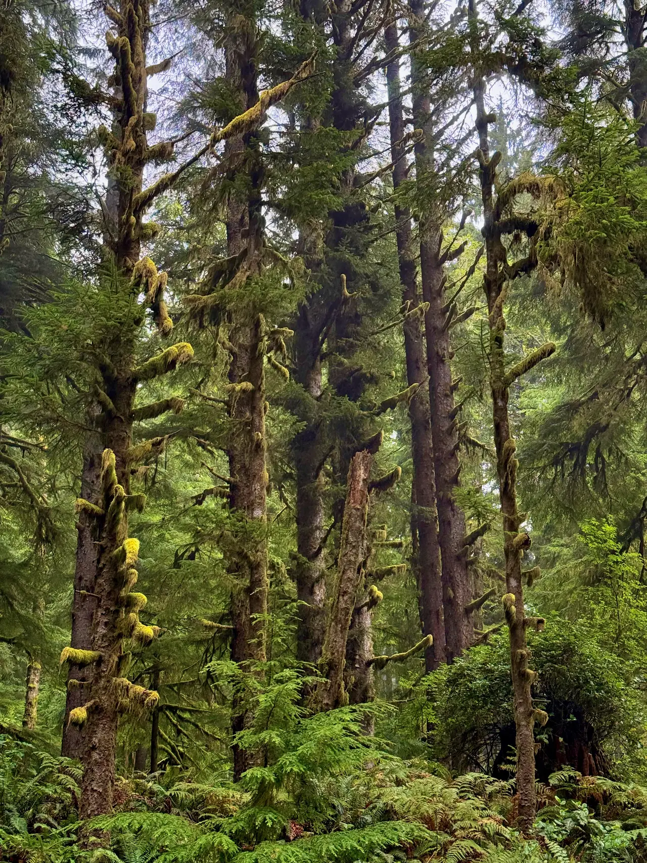 Mossy evergreen trunks and ferns in an Oregon forest
