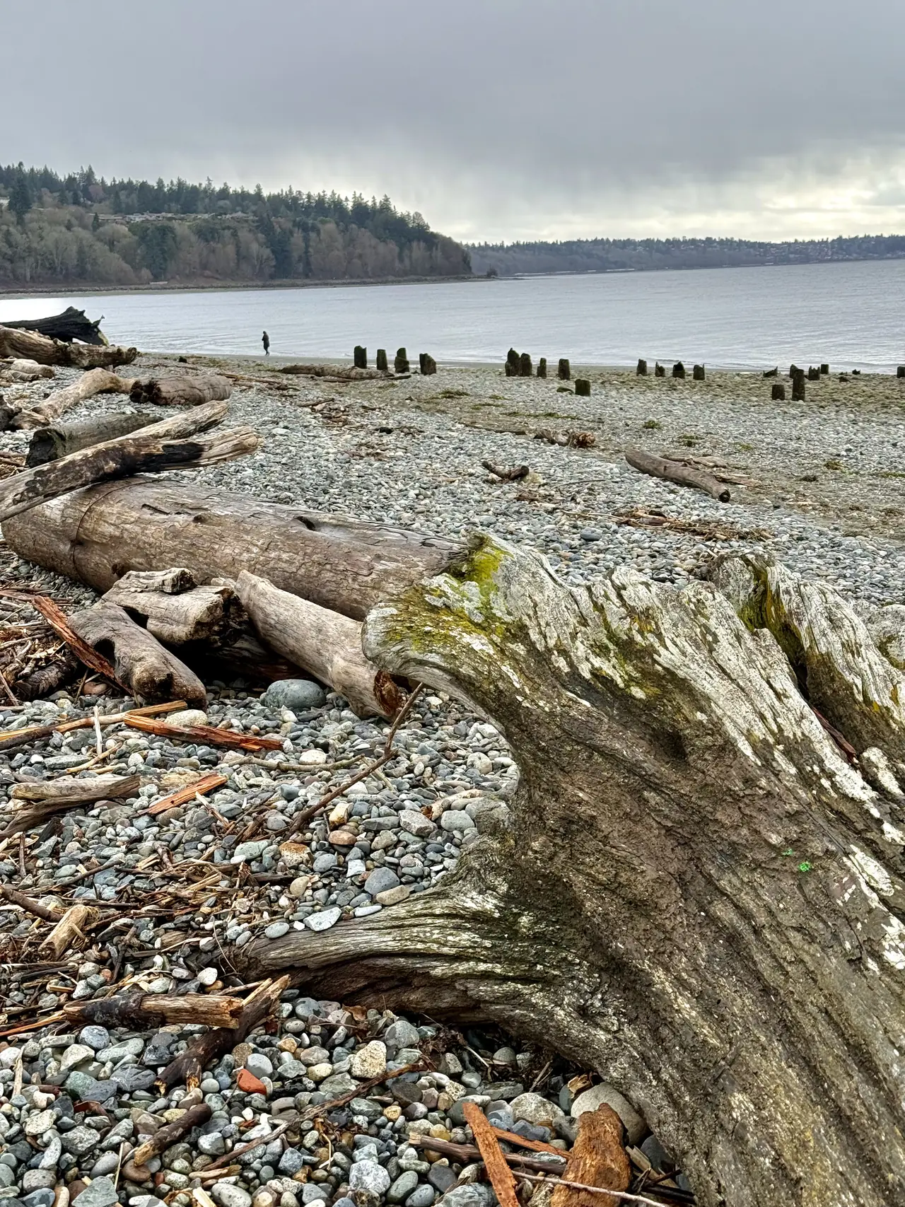Weathered driftwood on a pebbled shore beneath an overcast sky, with a person near the water