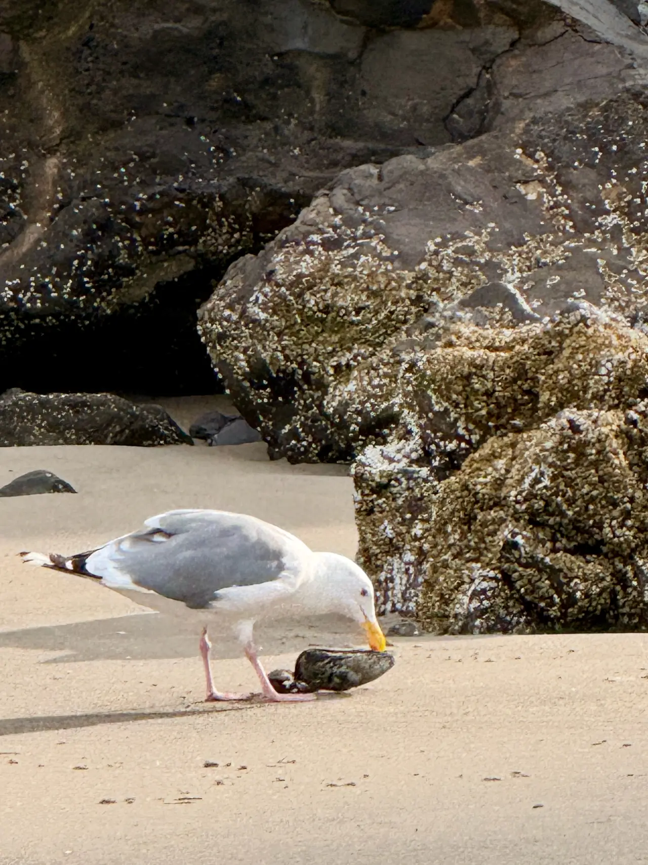 A gull on the sand beside rocks on an Oregon beach