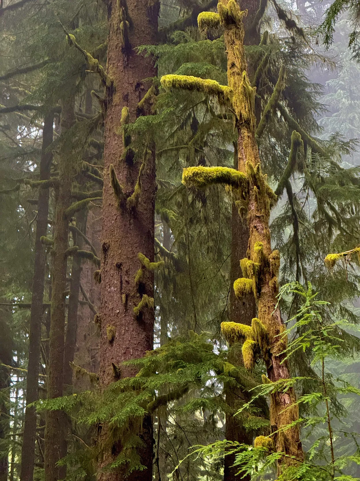 Moss covered trees in an Oregon forest