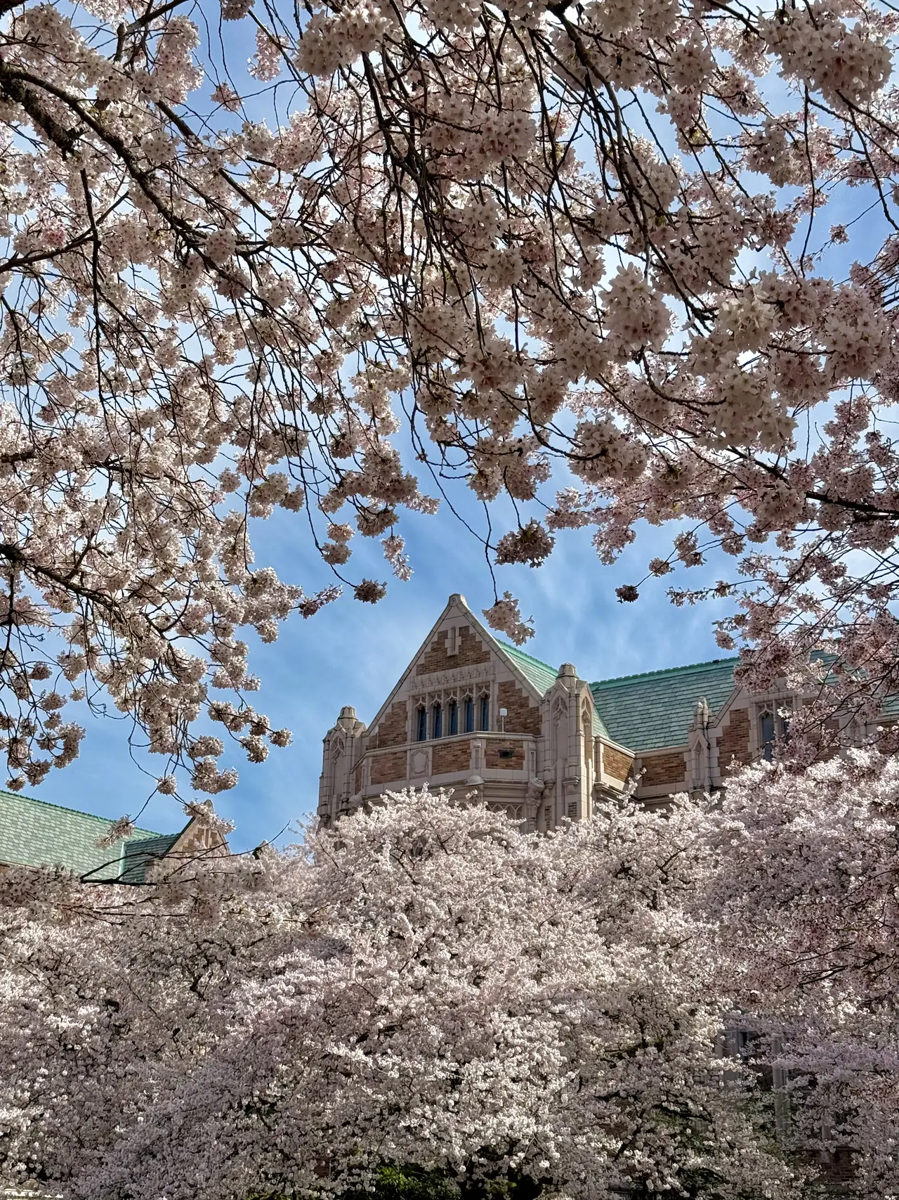 Cherry trees in full bloom framing a brick building on the University of Washington quad