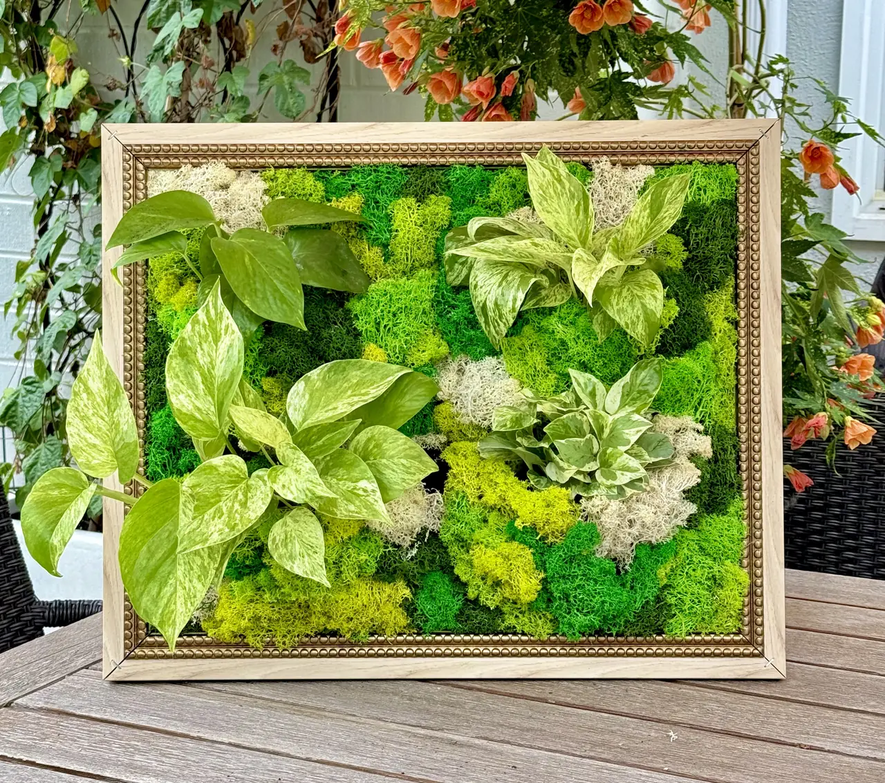 A framed living picture of bright green moss and pothos on a patio table