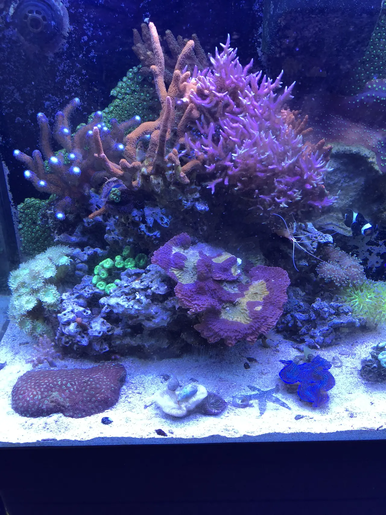 A reef aquarium with corals and fish under blue light