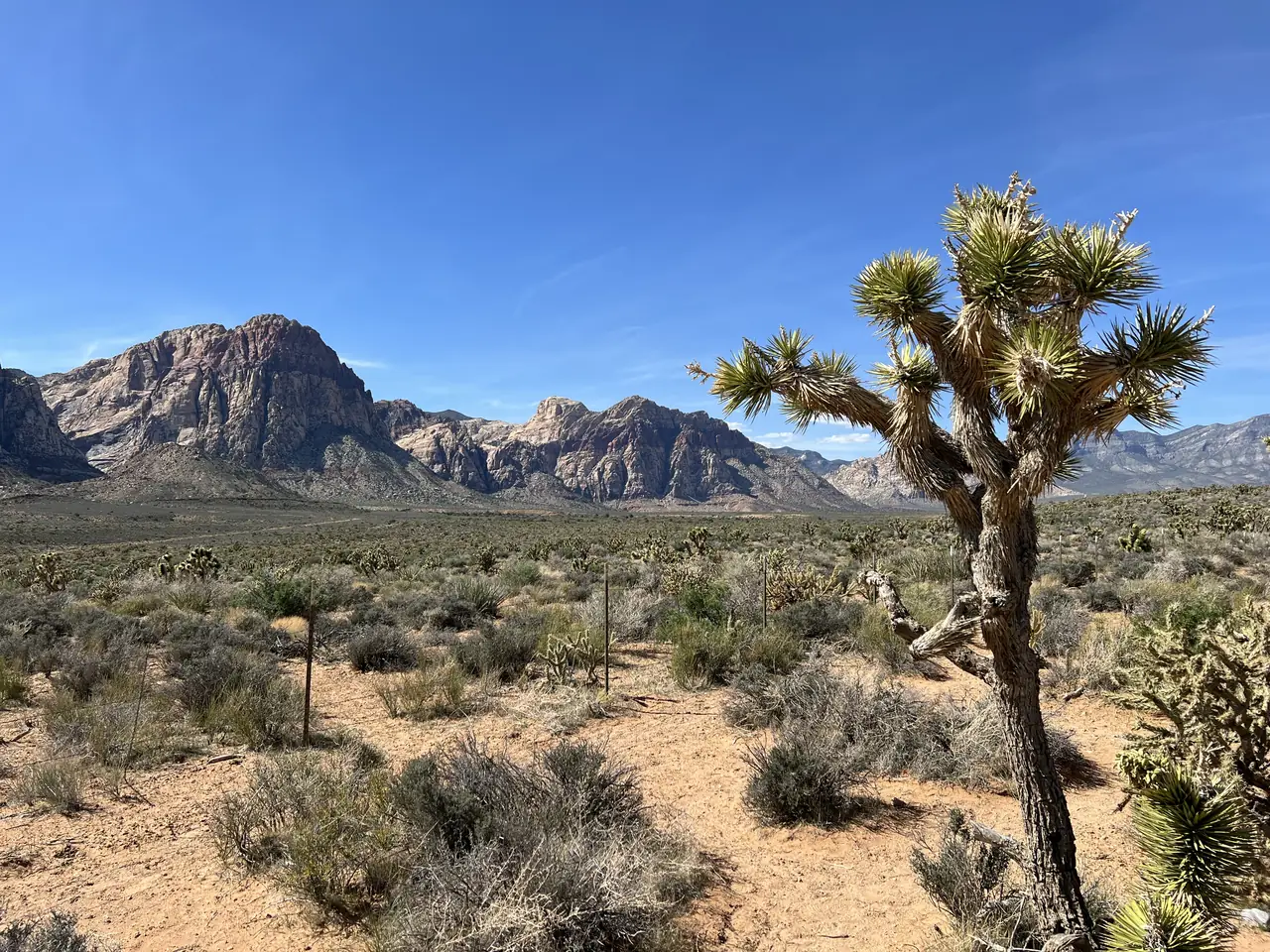 A Joshua tree and desert mountains in Red Rock Canyon, Nevada