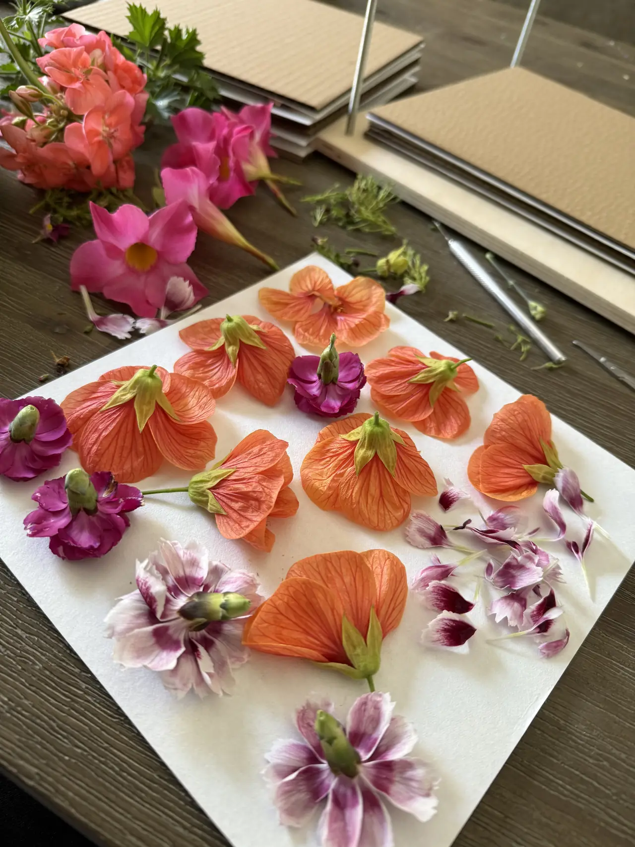 Fresh flowers in pink, orange and white laid out on paper for pressing