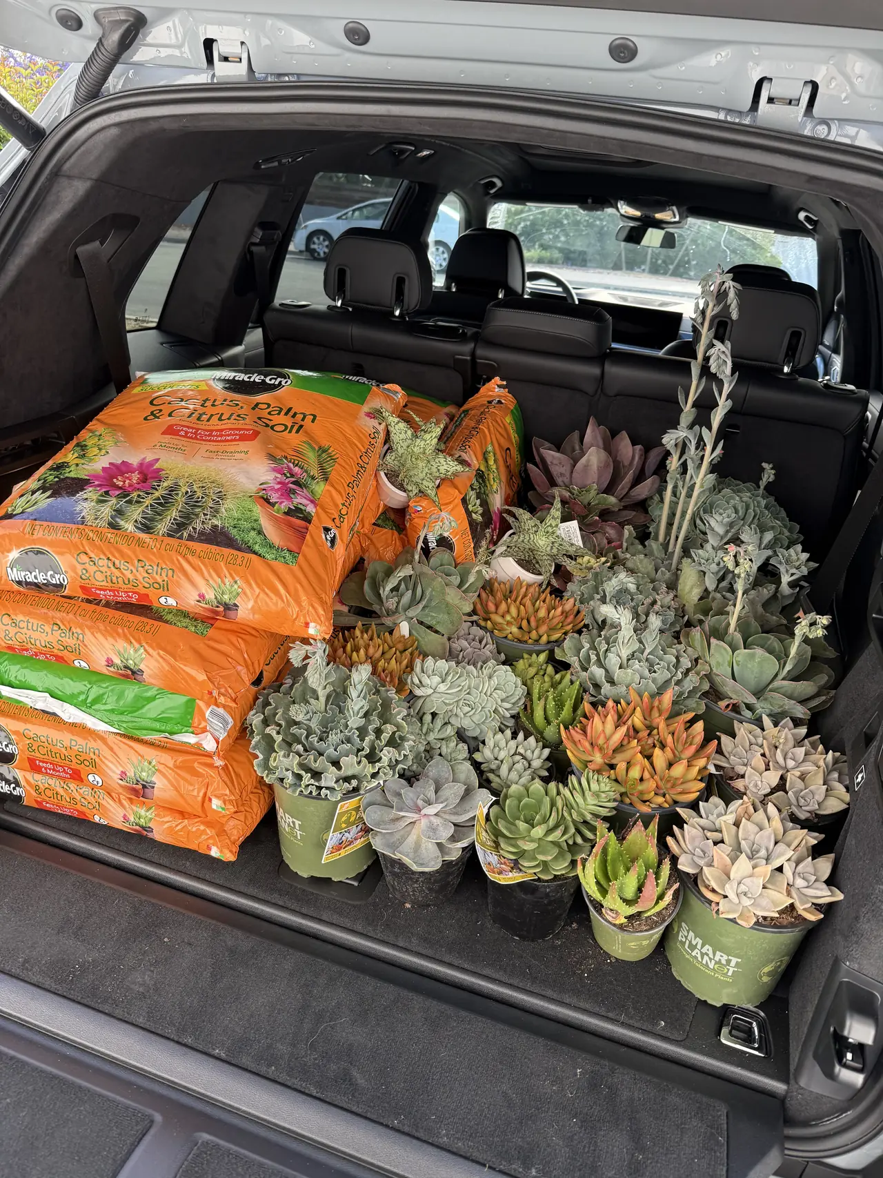 A car trunk full of succulents and bags of potting soil after a garden center trip