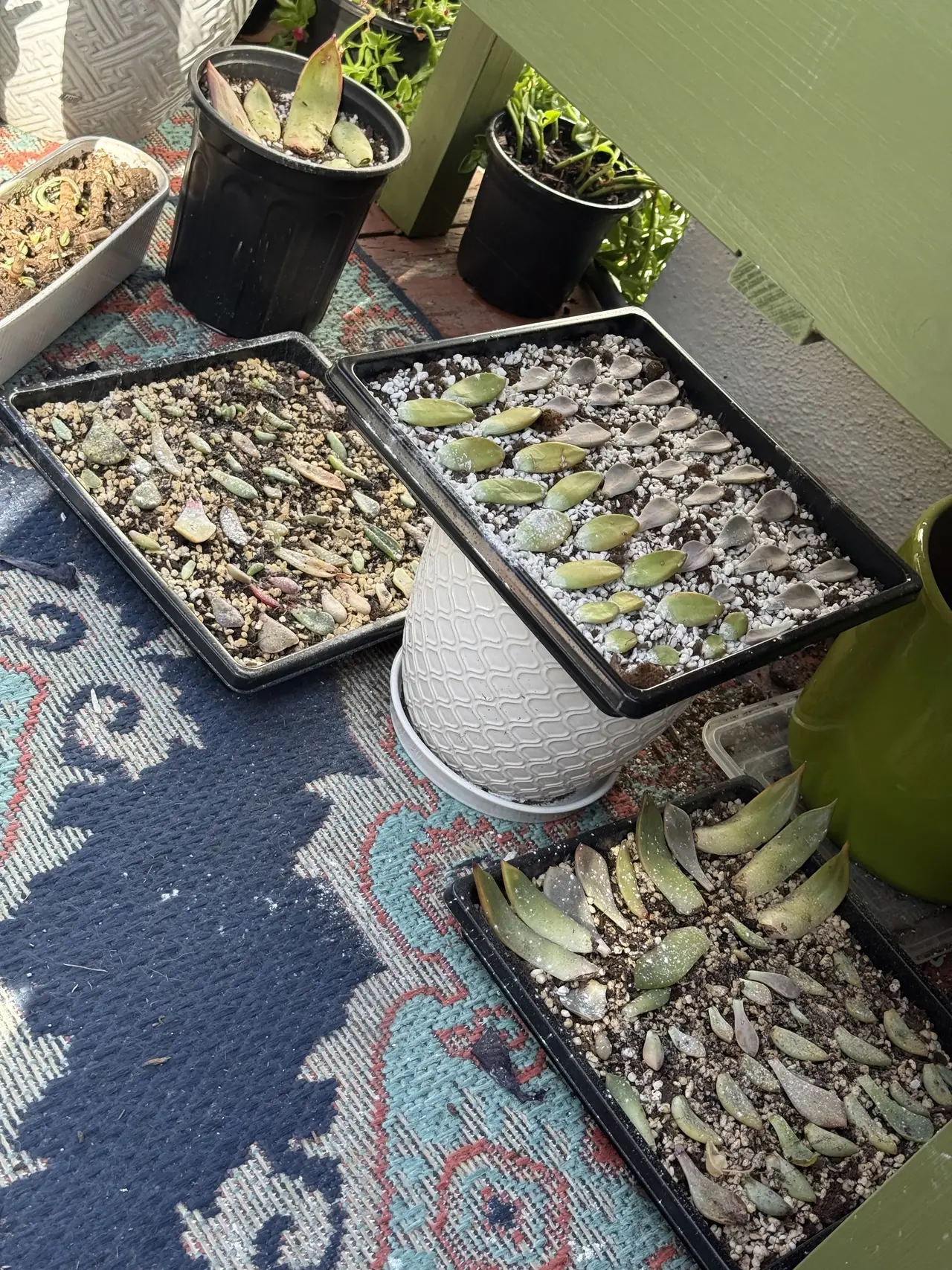 Trays of succulent leaves rooting on gritty soil on a patio