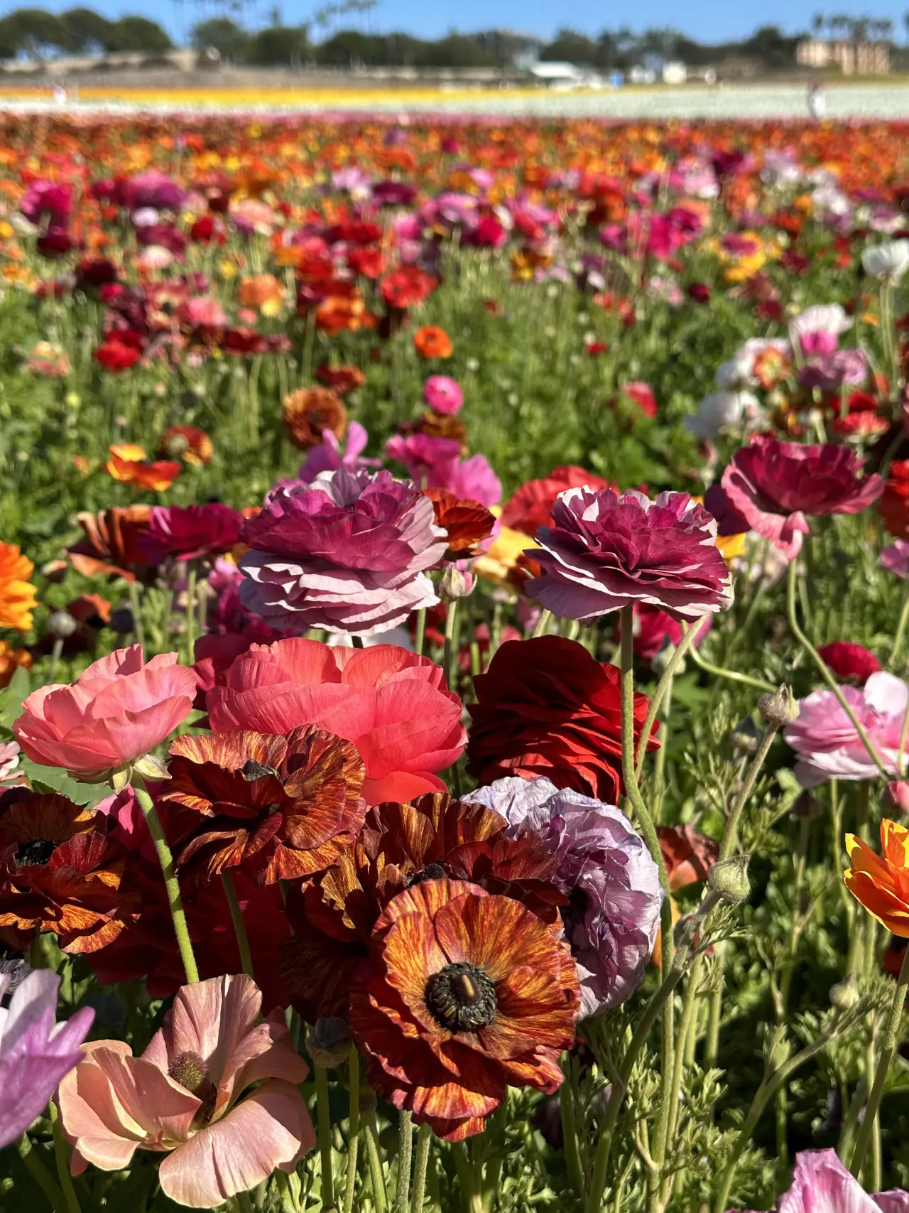 Ranunculus in bloom at the Flower Fields in Carlsbad, California