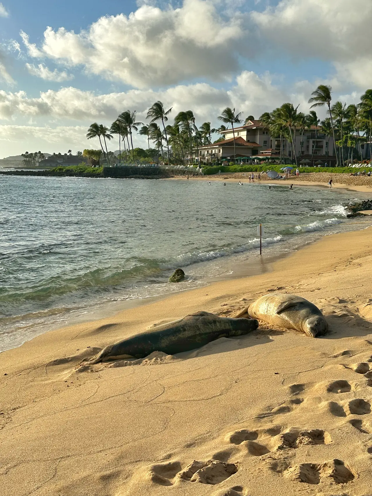Two Hawaiian monk seals resting on a sandy beach on Kauai
