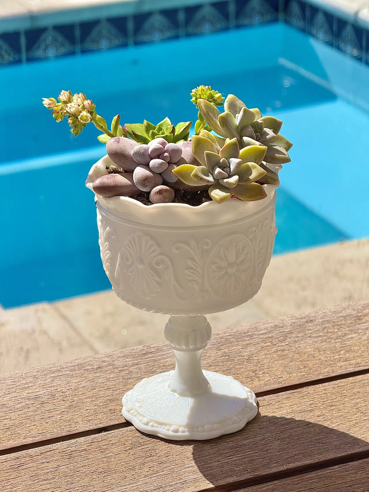 A vintage milk glass compote planted with succulents