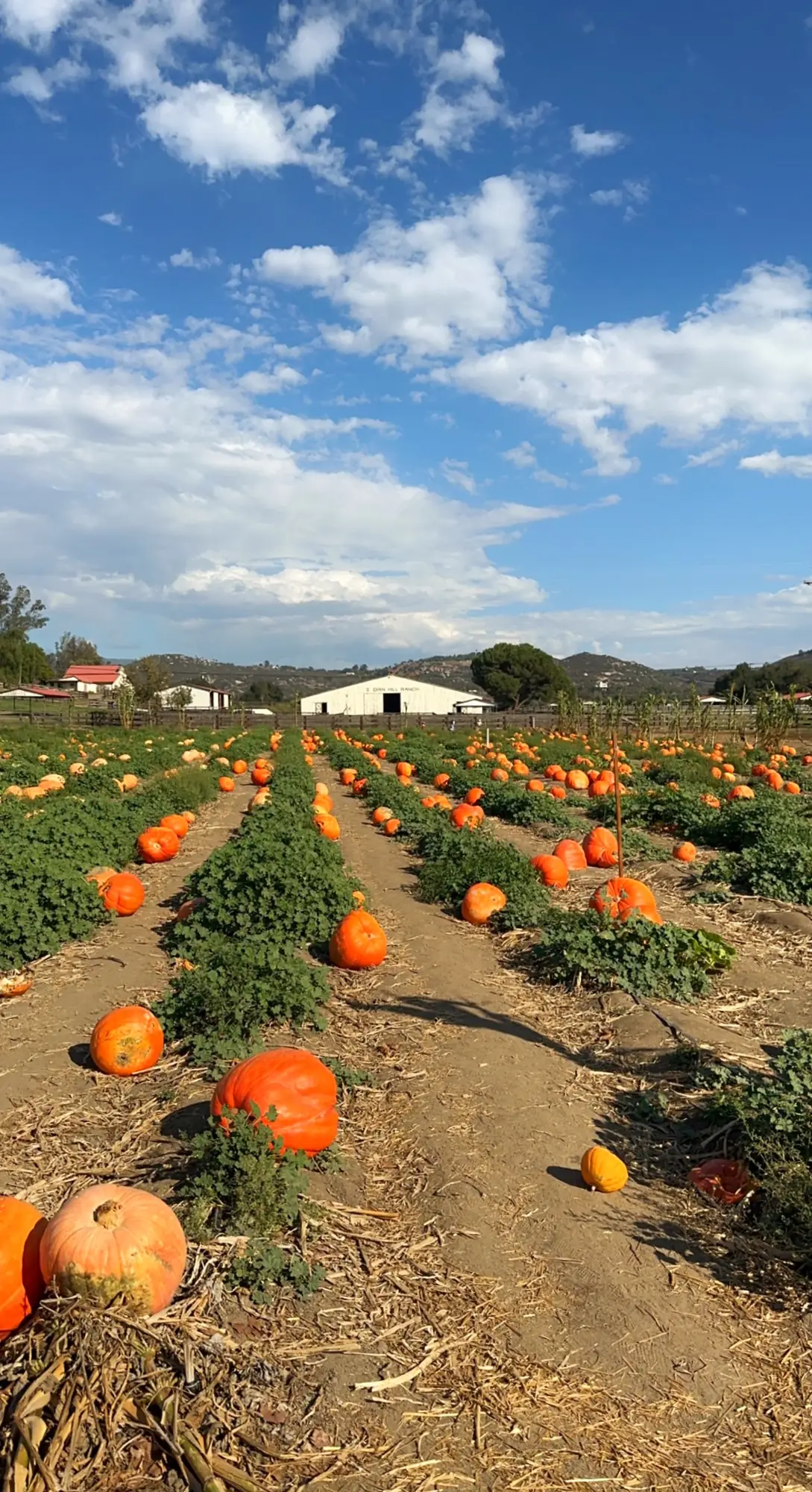 Rows of pumpkins in a farm field under a blue sky