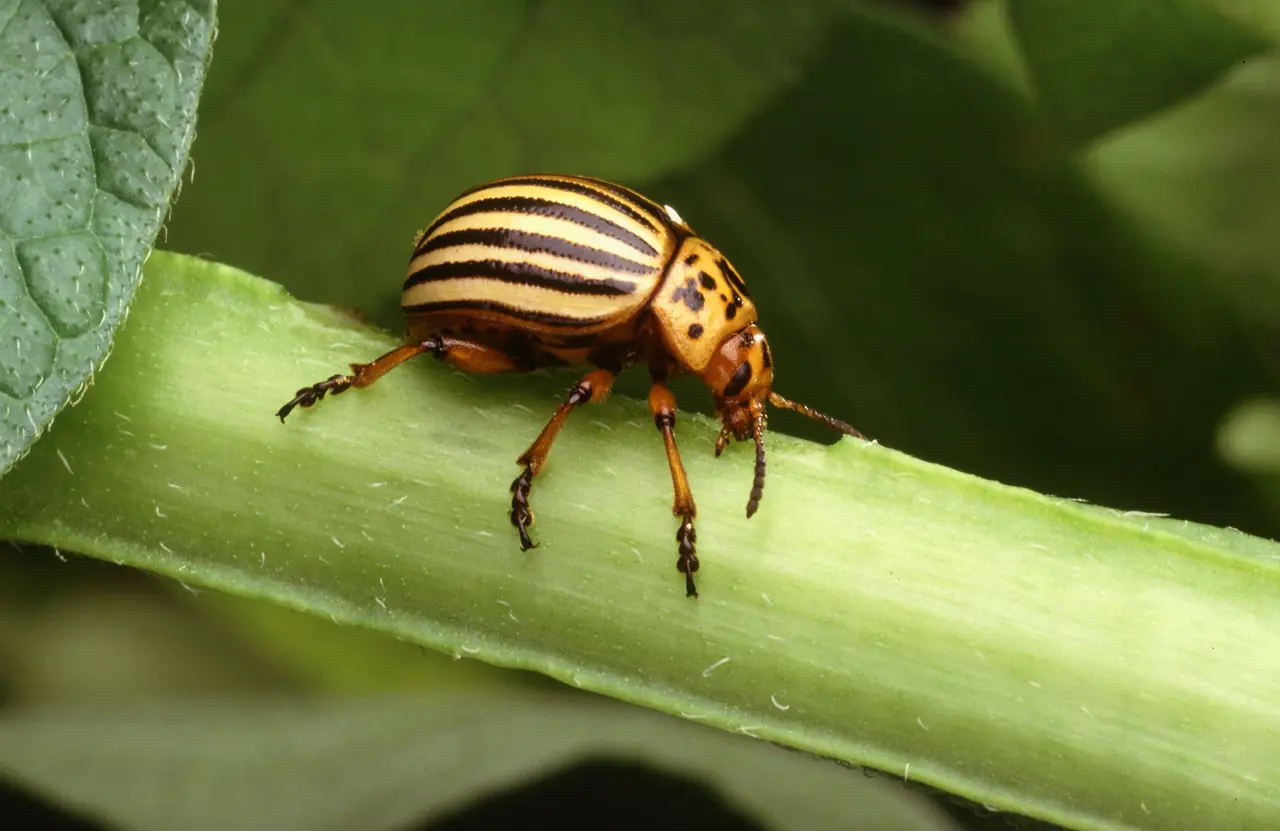 A Colorado potato beetle with yellow and black striped wing covers on a plant stem