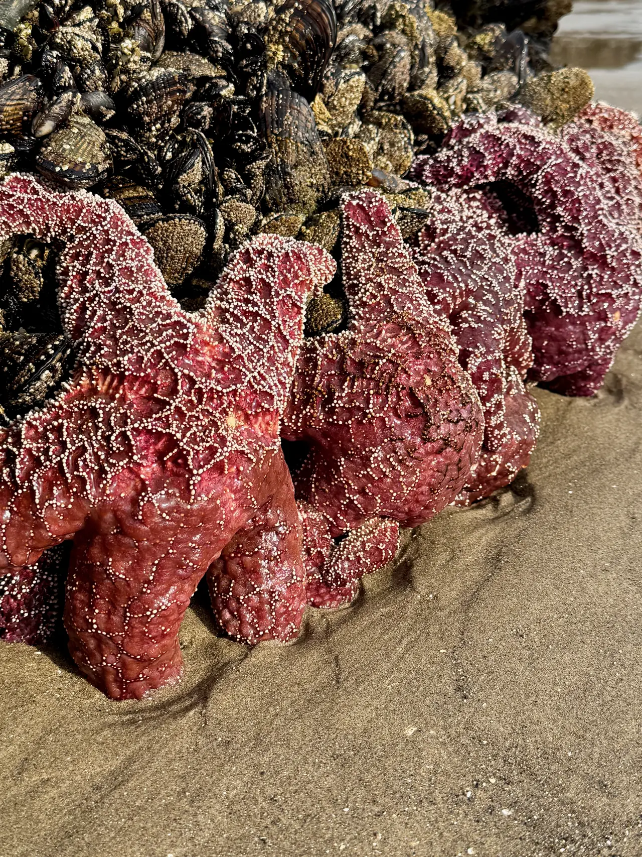 Pink sea stars among mussels on an Oregon shore